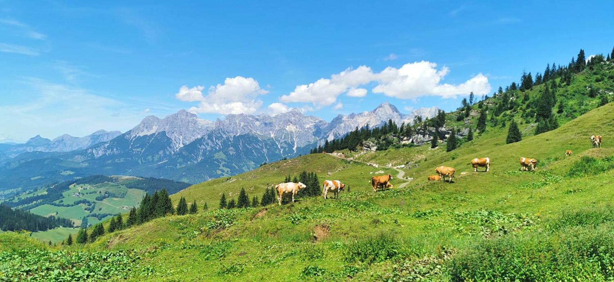 Maria Alm - Cozy & Modern Apartment Mountain View Saalfelden Dış mekan fotoğraf